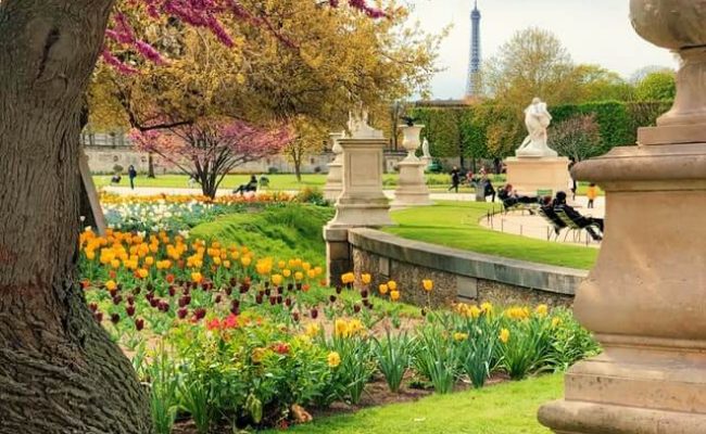 field-of-trees-near-grass-1-1