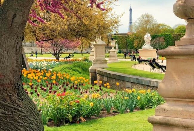 field-of-trees-near-grass-1-1